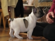 French bulldog Puppies